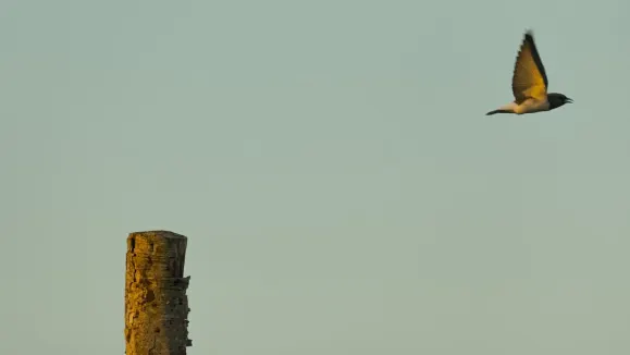 Loot Casino Assistance